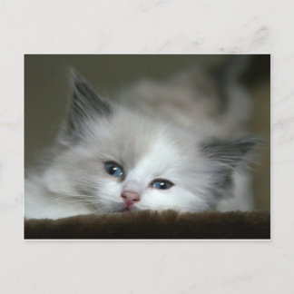 Carte Postale Kitten