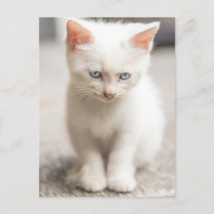 Carte Postale Kitten blanc