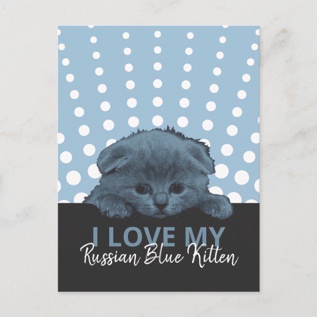 Carte Postale Kitten bleu russe (Devant)