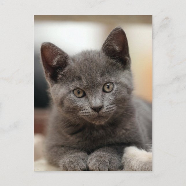 Carte Postale Kitten bleu russe (Devant)