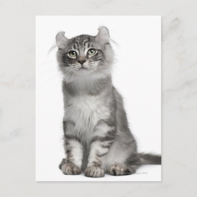 Carte Postale Kitten de curle américain (3 mois) (Devant)