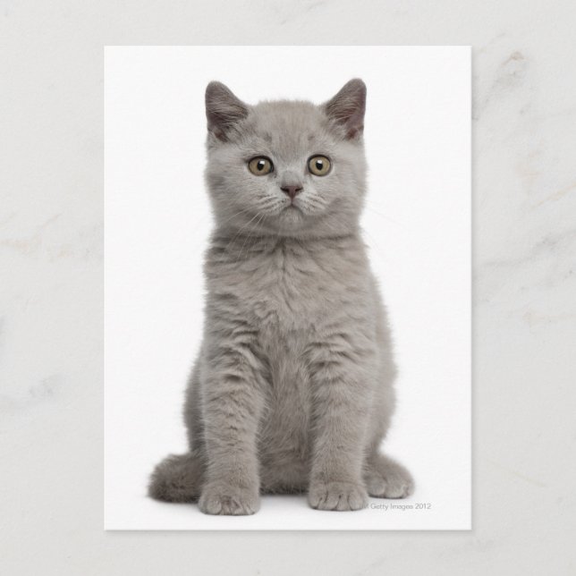 Carte Postale Kitten de Shorthair britannique (10 semaines) 2 (Devant)