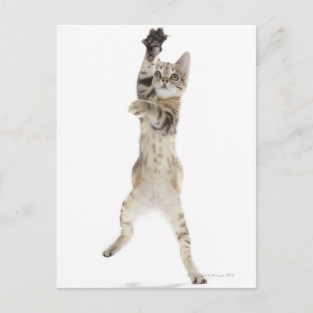Carte Postale Kitten debout sur les pattes arrière (Devant)