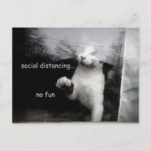 Carte Postale Kitten Distances Sociales