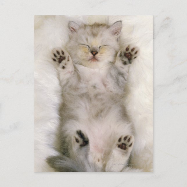 Carte Postale Kitten dormant sur un tapis blanc, haut (Devant)