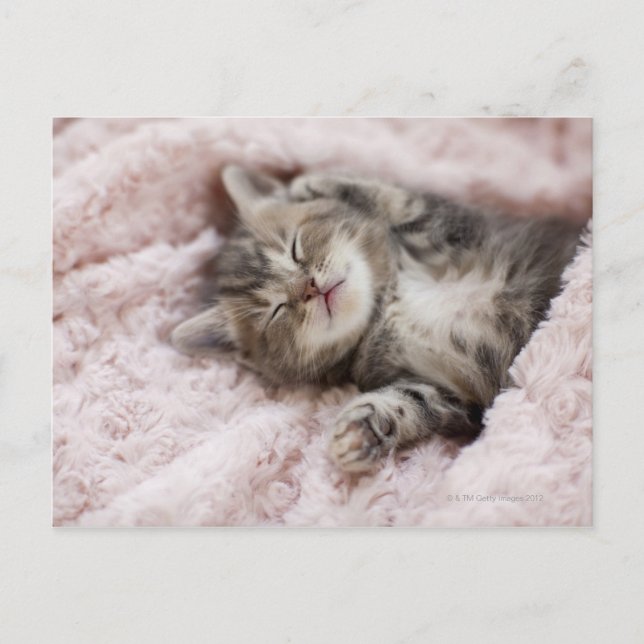 Carte Postale Kitten Dormir sur la serviette (Devant)