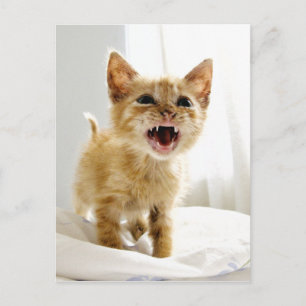 Carte Postale Kitten en colère