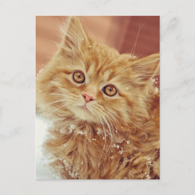 Carte Postale Kitten en neige (Devant)