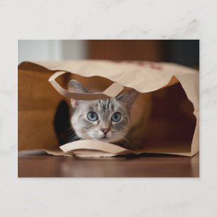 Carte Postale Kitten en sac d'alimentation