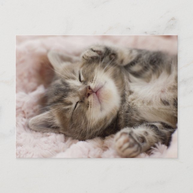 Carte Postale Kitten endormi (Devant)
