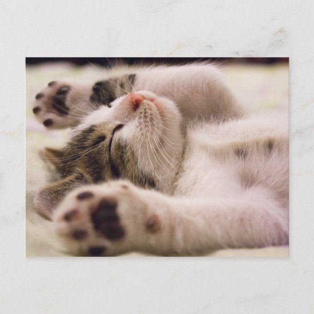Carte Postale Kitten endormi | Poches Étendues (Devant)