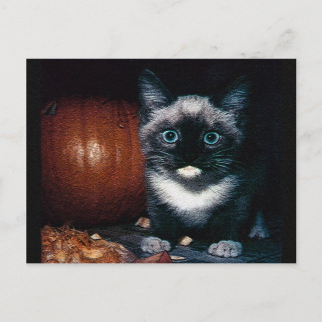 Carte Postale Kitten et Citrouille pour Halloween (Devant)