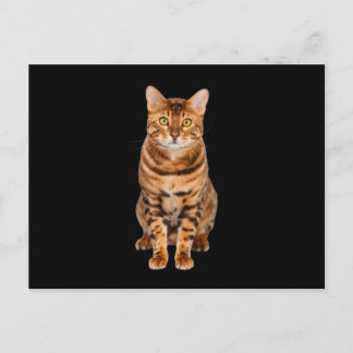 Carte Postale Kitten Extraordinaire du Bengale