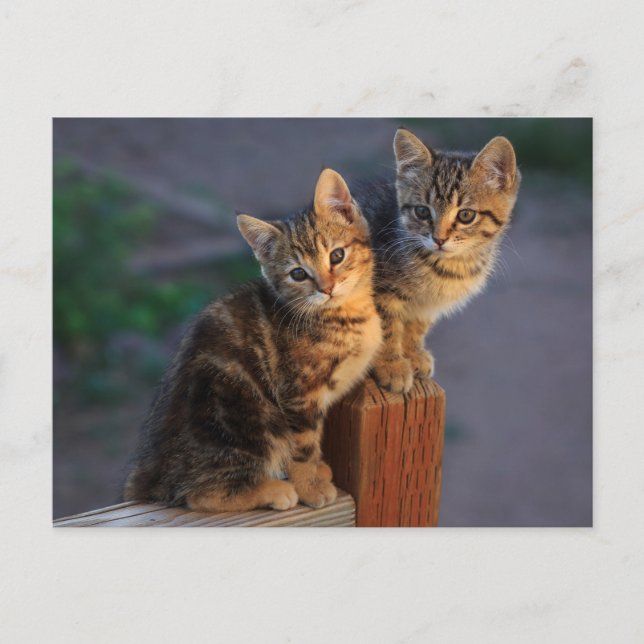 Carte Postale Kitten Friends (Devant)