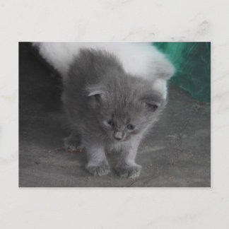 Carte Postale Kitten gris