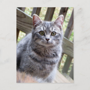 Carte Postale Kitten gris