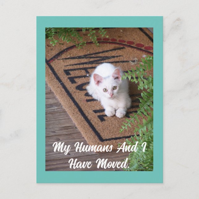 Carte postale Kitten Moving (Devant)