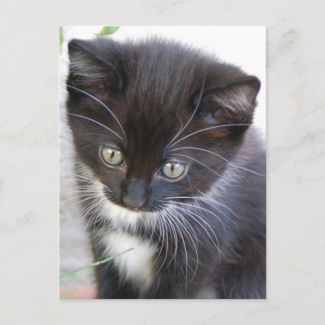 Carte Postale Kitten noir et blanc (Devant)