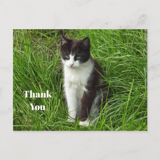 Carte Postale Kitten noir et blanc Merci photo chat (Devant)