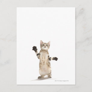Carte Postale Kitten on White Background