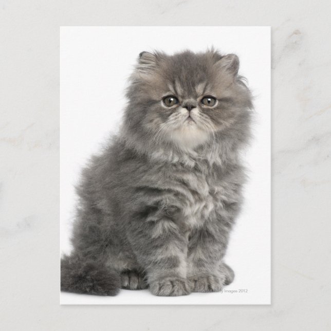 Carte Postale Kitten persan (2 mois) assis (Devant)