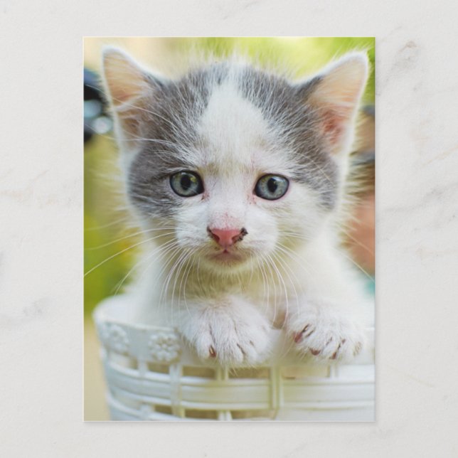 Carte Postale Kitten Ride Un Vélo (Devant)
