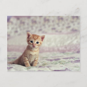 Carte Postale Kitten Tiny Ginger
