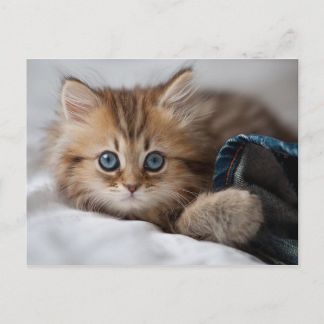 Carte Postale Kitten With Blue Eyes (Devant)
