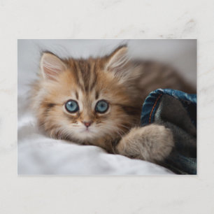 Carte Postale Kitten With Blue Eyes