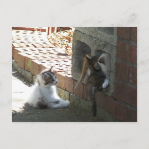 Carte postale Kittens 050