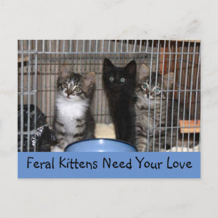 Carte postale Kittens secourue