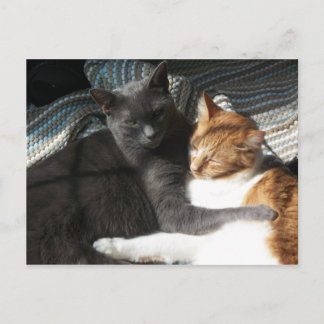 Carte postale Kitty