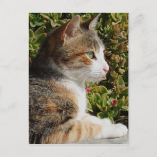 Carte postale Kitty