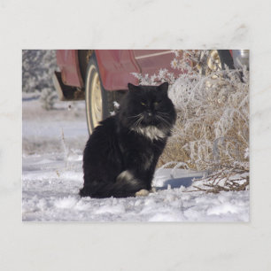 Carte Postale Kitty d'hiver