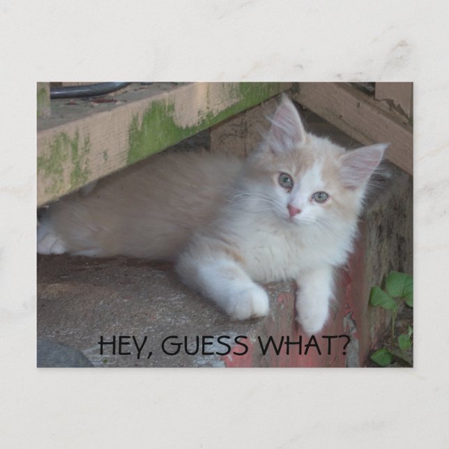 Carte Postale Kitty-HEY, DEVINEZ QUOI ? TU ME MANQUES (Devant)