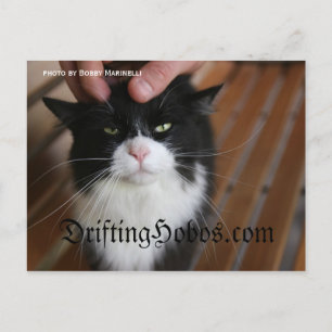 Carte Postale Kitty Hobo