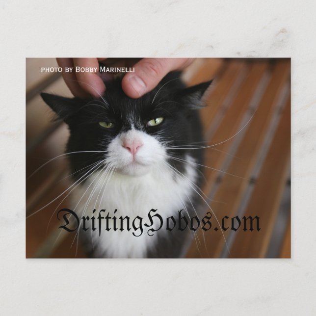 Carte Postale Kitty Hobo (Devant)