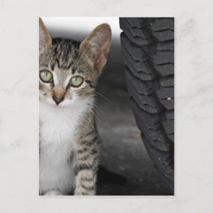Carte Postale Kitty.JPG