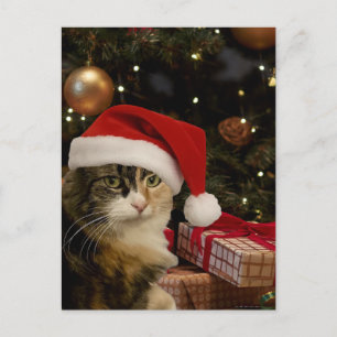 Carte postale Kitty Santa tricolore