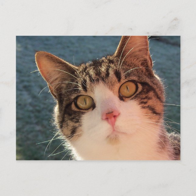 Carte Postale Kitty Up Close (Devant)