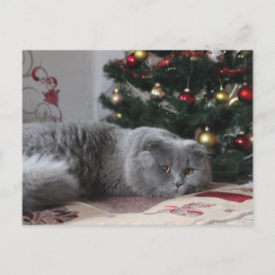carte postale kitty vacances