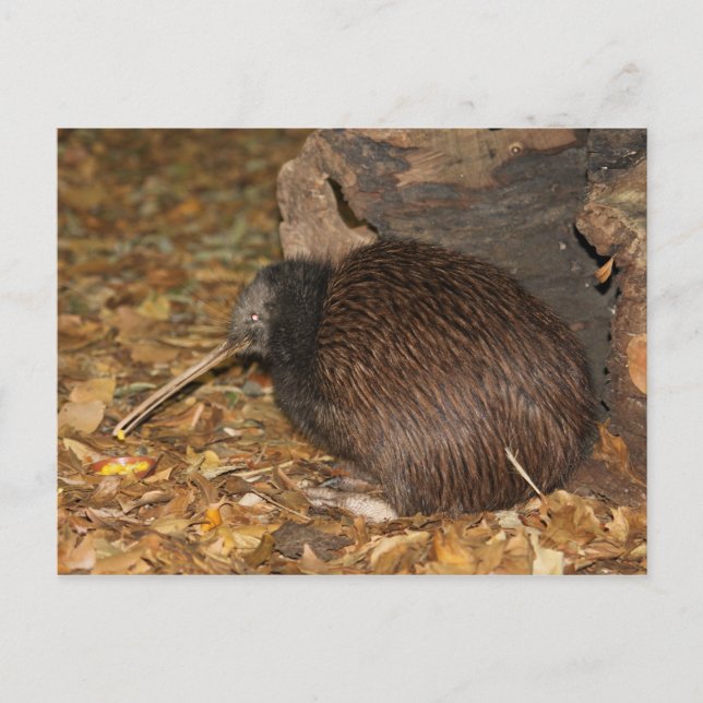 Carte Postale Kiwi Cool @ le zoo d'Auckland (Devant)