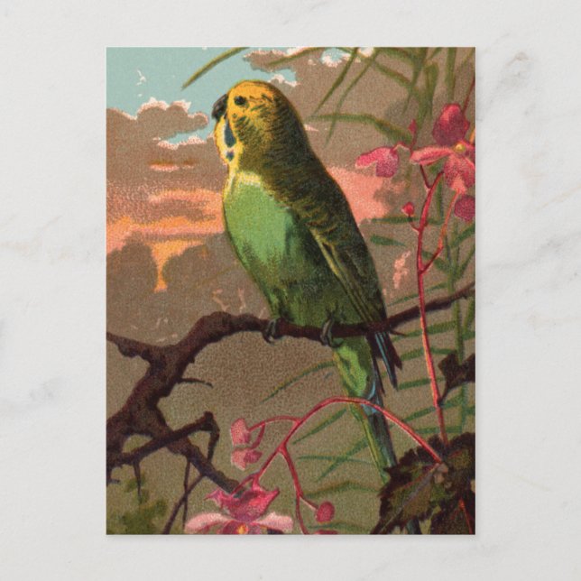 Carte Postale Kiwi le Parakeet (Devant)