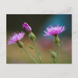 Carte Postale Knapweed, Michigan