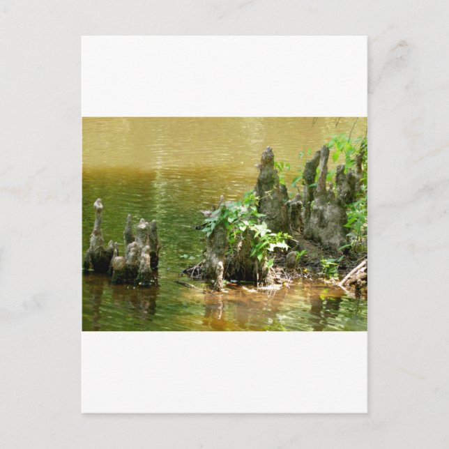 Carte Postale Knees Cypress (Devant)