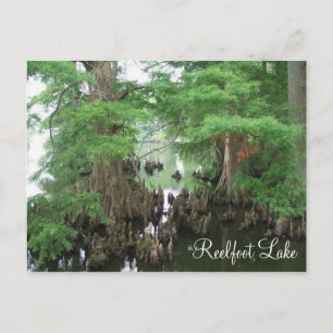Carte Postale Knees Cypress au lac Reelfoot