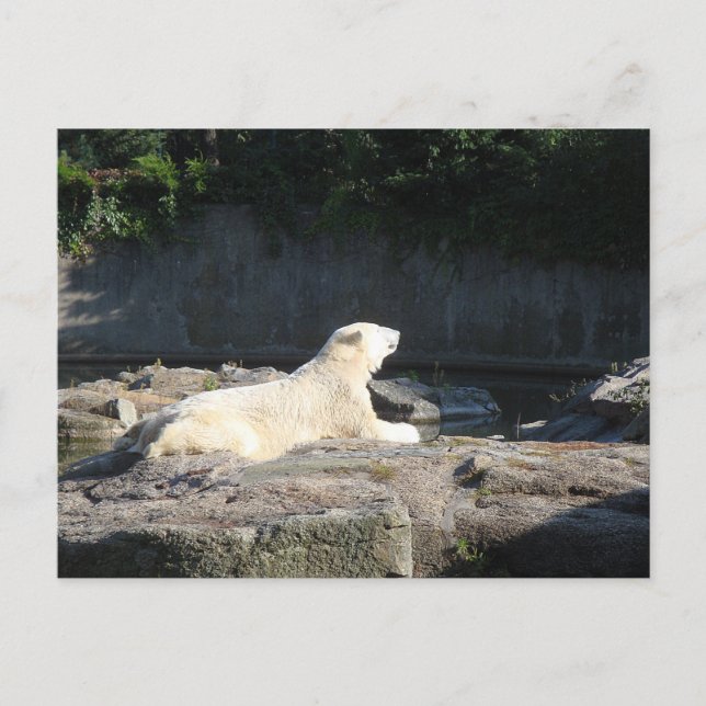 Carte Postale Knut the Polar Bear du zoo de Berlin Jigsaw Puz (Devant)