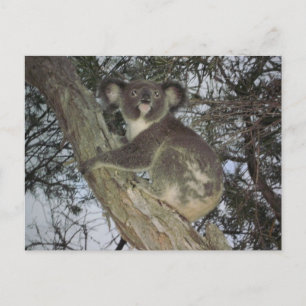 Carte Postale Koala
