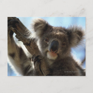 Carte Postale koala