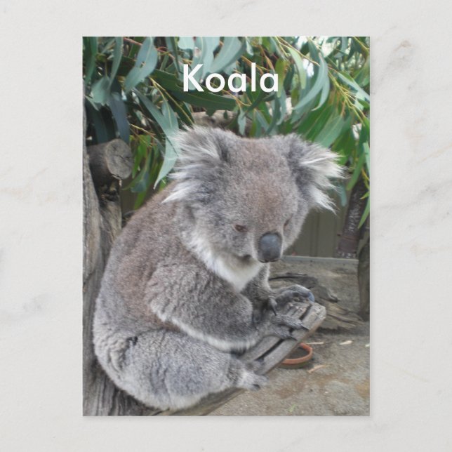 Carte Postale Koala (Devant)